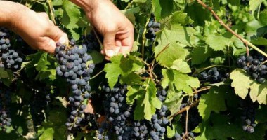 Stire din Eveniment : Prins cu strugurii în sac