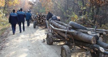 Stire din Eveniment : Poliția Constanța le-a venit de hac hoților de lemne