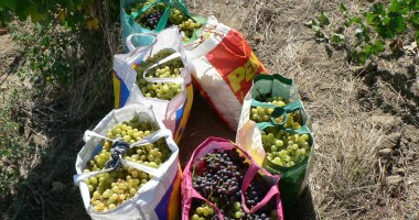 Bărbat prins la furat de struguri la o fermă a Fruvimed Medgidia - 2