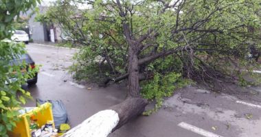 Stire din Eveniment : Rafalele de vânt puternic au pus mai mulți copaci la pământ în județ și în municipiul Constanța