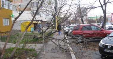Stire din Social : GALERIE FOTO CONSTANȚA / Furtuna a smuls copacii din rădăcină