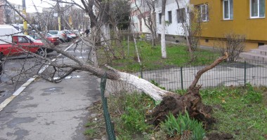 GALERIE FOTO CONSTANȚA / Furtuna a smuls copacii din rădăcină - 2