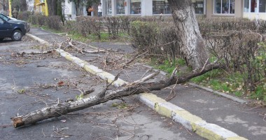 GALERIE FOTO CONSTANȚA / Furtuna a smuls copacii din rădăcină - 4