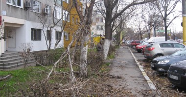 GALERIE FOTO CONSTANȚA / Furtuna a smuls copacii din rădăcină - 5