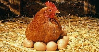 Stire din Economie : Pe teritoriul României nu mai există găini ouătoare stresate, asigură ANSVSA
