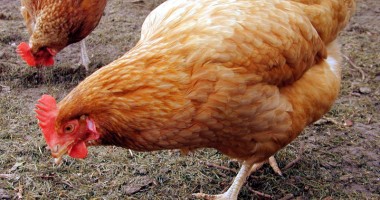 Stire din Economie : Cererile de ajutor pentru păsări se depun până pe 19 decembrie