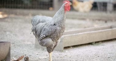 Găina lui Badea Gheorghe