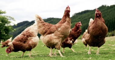Stire din Economie : Scădere dramatică a numărului de animale sacrificate