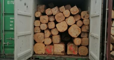 GALERIE FOTO. Stejar pentru export, trecut cherestea în acte, depistat de poliţişti, Portul Constanţa Sud Agigea - 3