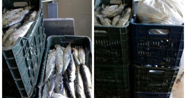 Stire din Eveniment : Peste 200 de kilograme de pește, transportate fără documente legale