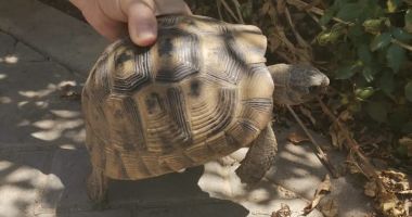 Stire din Social : O broască țestoasă dobrogeană, salvată și eliberată în habitatul ei natural