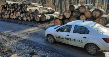 Stire din Economie : Salarii de lux la Garda Forestieră. Conducerea încasează mii de euro lunar, în timp ce pădurile dispar