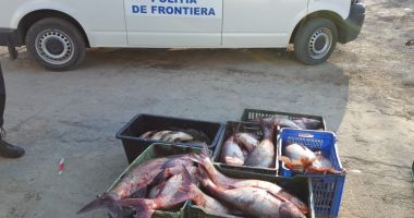 Stire din Eveniment : Garda de Coastă. Peste 200 kg de pește, confiscate de polițiștii de frontieră