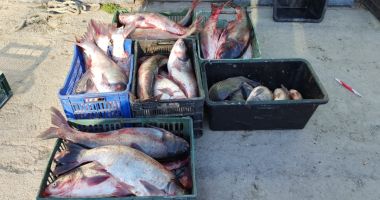 Garda de Coastă. Peste 200 kg de pește, confiscate de polițiștii de frontieră - 2