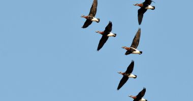 Societatea Ornitologică Română sărbătoreşte la 1 aprilie 30 de ani de Ziua Păsărilor în natură