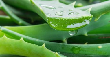 Stire din Sănătate : Castraveții și aloe vera vă ajută să mențineți fermitatea pielii