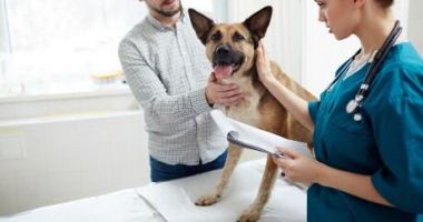 Stire din Social : Aveți animale de companie? Microciparea și sterilizarea sunt importante pentru bunăstarea lor