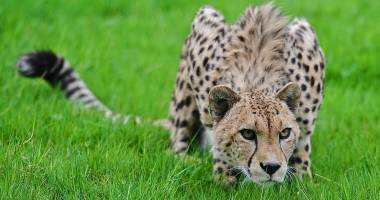 Stire din Actualitate : Un copil a căzut în cușca unui GHEPARD. Ambii părinții au sărit să îl salveze