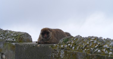Gibraltar: Anglia din sudul Spaniei | GALERIE FOTO - 6