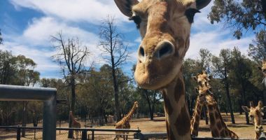 Momo, cea mai bătrână girafă a murit, în Japonia. Cum i-a cucerit pe oameni timp de 32 de ani