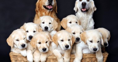 Stire din Cetățenești : Golden Retriever,  pretențios la mâncare?
