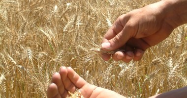 Stire din Economie : Avem producții mai bune ca în 2012! Fermierii constănțeni sunt, însă, supărați