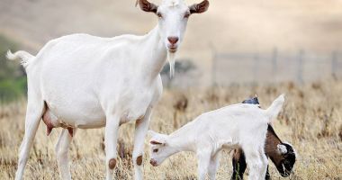 Stire din Actualitate : Grecia testează mii de animale în urma detectării unui focar de pesta caprelor