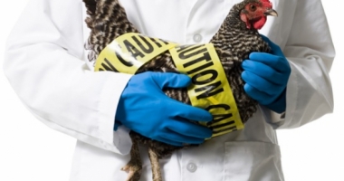Suspiciuni de gripa aviara! Mai multe păsări, găsite moarte pe un câmp din Constanța