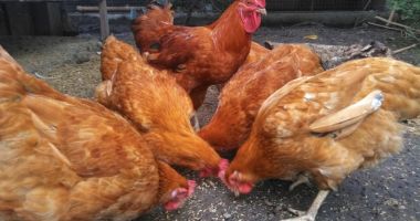 Stire din Actualitate : Focar de gripă aviară într-o gospodărie din Băluşeni