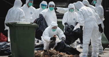 Stire din Social : Gripa aviară, la granița cu România. Mii de păsări au fost sacrificate