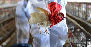 Zeci de cazuri de gripă aviară, la Constanța