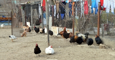 Târgurile de păsări, interzise în județul Constanța. Găinile și puii se vând pe internet