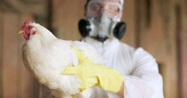 Stire din Actualitate : Virusul gripei aviare bate la porțile țării. Focar descoperit într-o fermă din Ungaria
