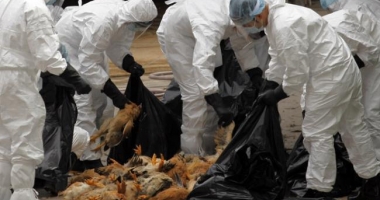 Stire din Social : Europa avertizează: Gripa aviară se extinde rapid spre România