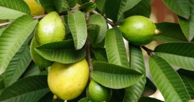 Frunzele de guava, indicate pentru podoaba capilară