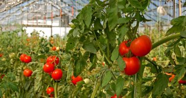 Stire din Economie : Guvernul a extins perioada de valorificare a tomatelor
