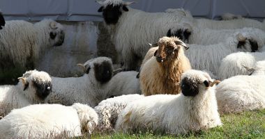 Stire din Economie : Guvernul a prelungit schema de ajutor de stat pentru creşterea animalelor