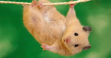 Stire din Cetățenești : "Pot să aleg orice animal pentru  copilul meu?"