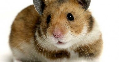 Hamsterul poate fi dresat? (2)