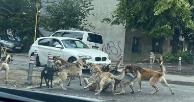 Primăria Hârşova demarează o campanie de sterilizare a câinilor din localitate