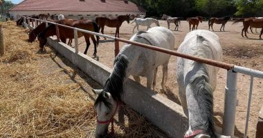 Probleme la Herghelia Mangalia. „Este greu când lucrezi cu oameni nemulţumiţi!” - 2