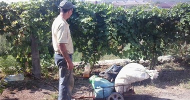 Prins de jandarmi la furat de struguri