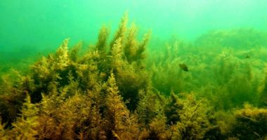 Iarbă de mare, plantată în largul litoralului românesc