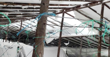 Iarna provoacă pagube uriașe agricultorilor constănțeni - 2