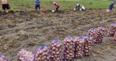 Stire din Economie : Iată ce ajutor financiar vor primi cultivatorii de cartofi