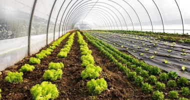 Stire din Economie : Iată ce îi așteaptă pe producătorii de legume în spații protejate