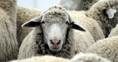 Stire din Economie : Iată ce plăți a efectuat, astăzi, APIA