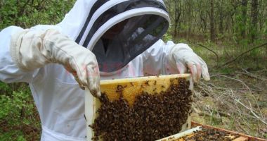 Iată până când pot solicita apicultorii finanțare