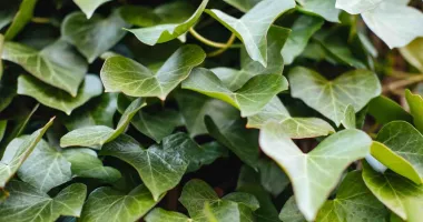 Extractul de iederă, un sprijin natural pentru sănătatea întregului organism