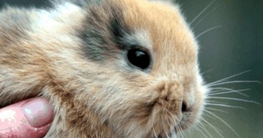 Stire din Diverse : Un iepuraș fără urechi, vedetă în devenire  în Germania, a fost omorât accidental